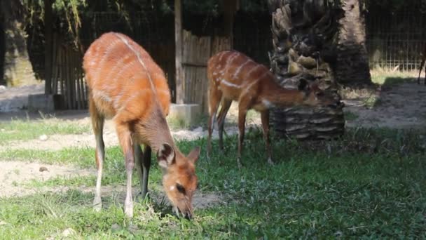 Deer Zoo Eating Green Grass — Stok Video
