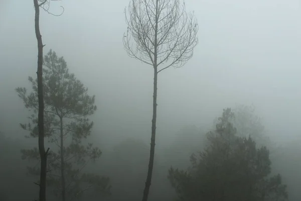 Туманный Лесной Пейзаж Жуткий Горный Лес Природа Тематический Фон Туманным — стоковое фото