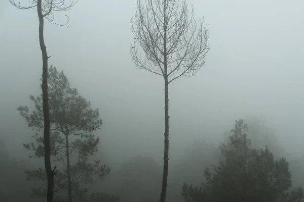 stock image foggy forest landscape.  spooky mountain forest nature themed background with fog mood.