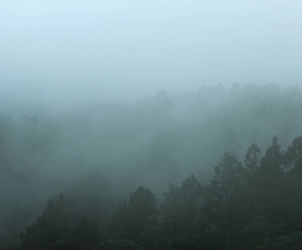foggy forest landscape.  spooky mountain forest nature themed background with fog mood.