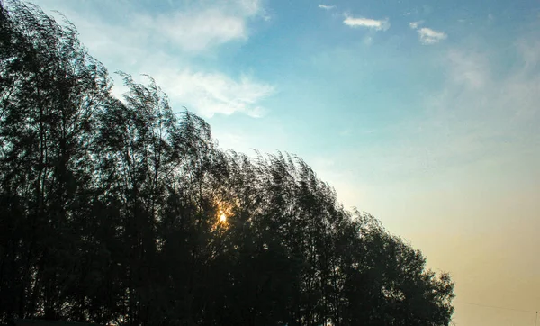 太陽の夜の光が木々の後ろに沈み — ストック写真