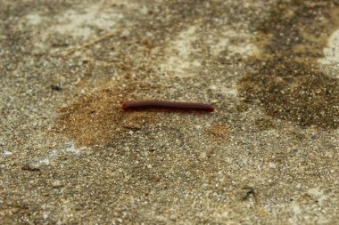 Kırkayak ya da Diplopoda. Çoğu vücut parçasında iki çift eklem bacaklı eklembacaklıyla karakterize edilen bir eklem bacaklı grup. Kırkayak ya da yayan