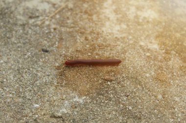 Kırkayak ya da Diplopoda. Çoğu vücut parçasında iki çift eklem bacaklı eklembacaklıyla karakterize edilen bir eklem bacaklı grup. Kırkayak ya da yayan