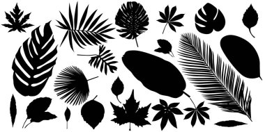 Soyut yaprak siluet elementleri beyaz bir arkaplanda izole edildi. Yaprak siluetleri, muz yaprakları, tropikal yapraklar, kasava yaprakları, papaya yaprakları ve diğerleri koleksiyonu.