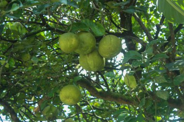 Ağaçtan sarkan taze greyfurt. Ağacın üstünde pomelo