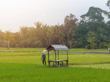 Tarlada duran bir adam. Alacakaranlıkta ya da günbatımında çekilmiş yeşil pirinç tarlası görüntüsü. Yanında bir çiftçi ve kulübesi var.