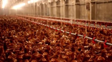 Tavuk çiftliğinde yumurta çiftliği Kümes hayvanları çiftliğinde büyük bir grup tavuk Modern tarım gıdaları