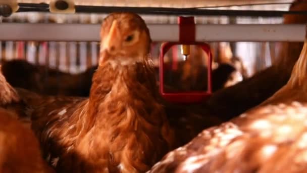 Csirke Egy Baromfinál Csirketartó Gazdaság Baromfitenyésztő Berendezések Tyúk Vidéki Természet — Stock videók