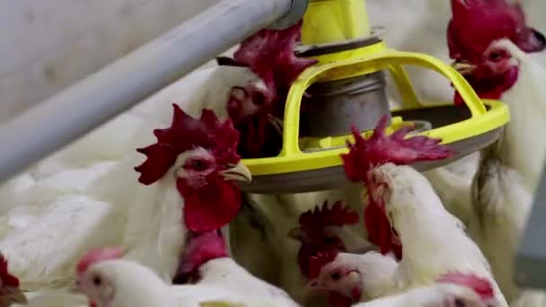 Kyckling Fjäderfä Kycklingfarm Utrustning För Fjäderfäproduktion Höns Landsbygd Natur Djuruppfödning — Stockvideo