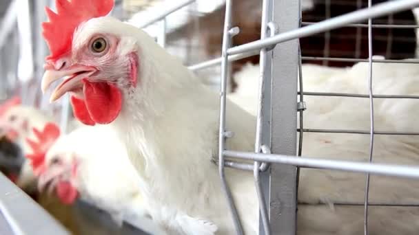Gazdaság Csirke Élelmiszer Tojás Gazdálkodás Hús Természet Zöld Baromfi Tyúk — Stock videók