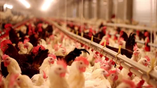 Ägg Kyckling Gård Stor Grupp Kycklingar Fjäderfä Gård Modernt Jordbruk Videoklipp