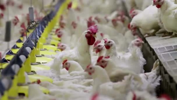 Tojás Csirkefarmok Csirkék Nagy Csoportja Baromfitelepen Modern Mezőgazdasági Élelmiszerek — Stock videók