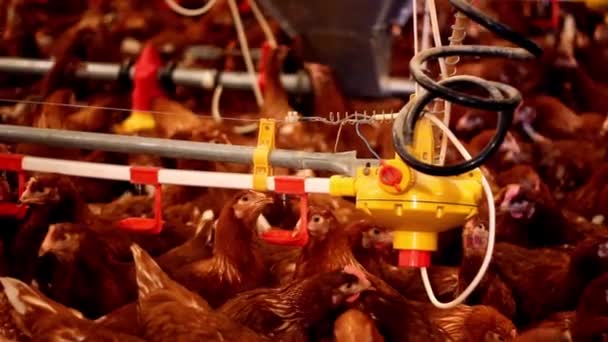 Gården Kött Jordbruk Fågel Kyckling Mat Höna Kyckling Fjäderfä Gård Videoklipp
