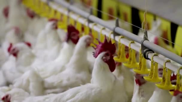 Primer Plano Pollo Aves Granja Alimentación Beber Agricultura Aves Corral — Vídeo de stock
