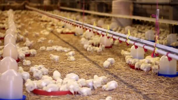 幼鸡饲养场家禽生产健康鸡和新鲜蛋食用和饮用笼 — 图库视频影像