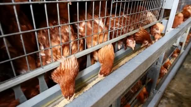 Hühnerfarm Geflügelproduktion Gesunde Hühner Und Frische Eier Essen Und Trinken — Stockvideo