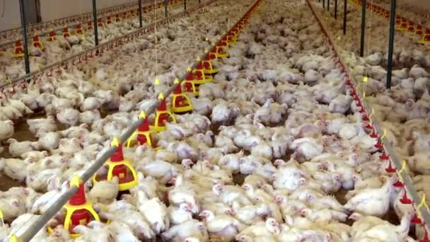 Κοτόπουλο Ένα Κοτόπουλο Εκμετάλλευση Κοτόπουλων Κρεοπωλείο Πτηνοτροφία Εκτροφή Αυγών Βιομηχανία — Αρχείο Βίντεο