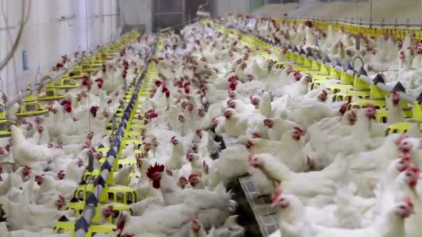 チキンファームの家禽生産健康な鶏と新鮮な卵を食べてケージを飲む — ストック動画