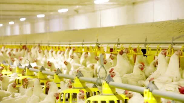 鶏肉は家禽で チキンファーム ブローラーハウスヘンフードエッグ農業肉自然産業工場 — ストック動画