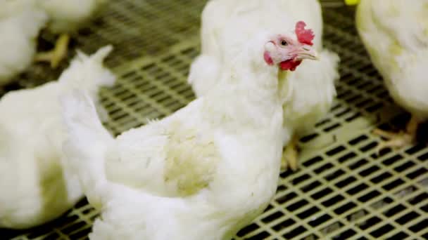 Tavuk Çiftliği Tavuk Kırsal Doğa Hayvan Tarım Organik Tarım — Stok video
