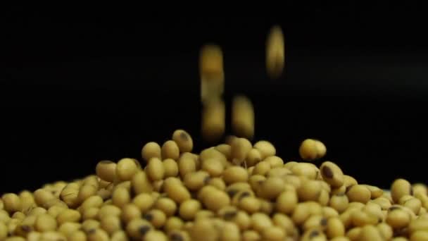 Соєвих Бобів Заливаються Крупним Планом Насіння Харчової Сировини Натуральний Органічний — стокове відео
