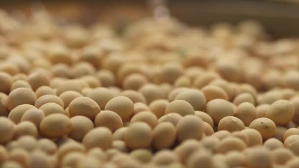 Soja Closeup Sementes Alimento Matéria Prima Produto Proteico Orgânico Natural — Vídeo de Stock