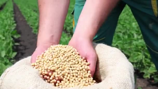 Fèves Soja Gros Plan Graines Nourriture Matière Première Protéines Biologiques — Video