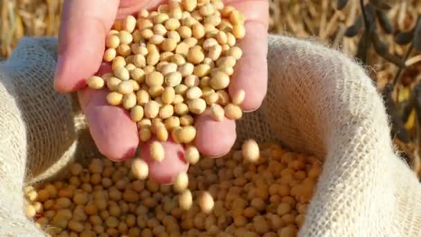 Soybean Beans Closeup Seeds Food Raw Material Natural Organic Protein — Stock Video