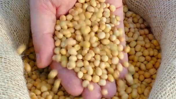 Soja Feijão Asiático Comida Suplementar Proteína Alimento Saudável Mercadoria Exportação — Vídeo de Stock