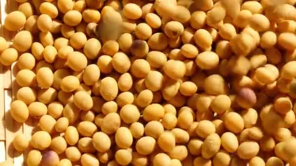 유기농 Japan 콩나물 단백질 — 비디오