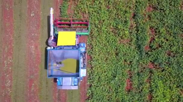 Повітряний Постріл Соєвого Поля Дозріває Сільськогосподарський Ландшафтний Комбайн Збирає Трактор — стокове відео