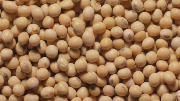 Raw Soy Bean Seed Food Organic Organic Food Japan Healthy — Stock Video