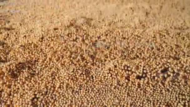 Harvested Soybean Seed Pouring Organic Natural Food Soy Beans Nature — Stock Video