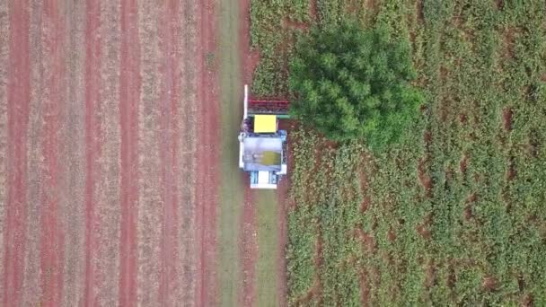 Împușcat Aerian Câmp Soia Maturarea Peisajului Agricol Recoltator Colectează Tractor — Videoclip de stoc