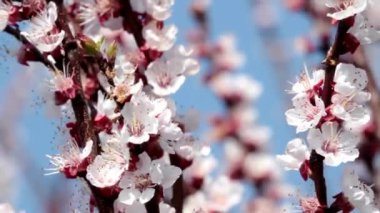 Yakın plan Kiraz Çiçeği Ağacı Güzel bahar Sığ alan derinliği Pembe arka plan Bulanık