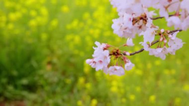 Japon Kiraz Çiçekleri 'ni kapatın. Çiçek açmış güzel bahar ağaçları dalları. 4K UHD pembe manzara.