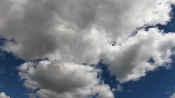 Chmura Czystym Niebem Czas Upływ Białe Chmury Podpuchnięte Ruchome Lato — Wideo stockowe