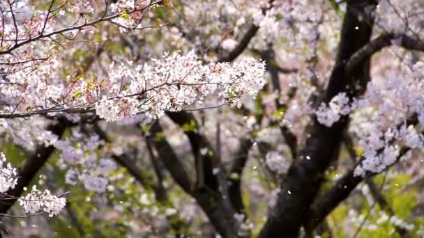 Bahar Arka Planında Kiraz Çiçekleri Çiçek Açan Japon Yolculuğunun Güzel — Stok video