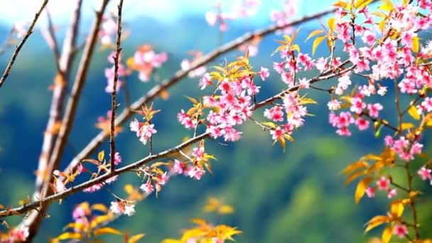 Low Angle View Beautiful Pink Cherry Blossoms Blue Sky Japanese — Stock video