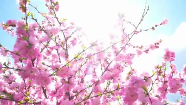 Rosafarbene Kirschblüte Blüte Weich Fokus Sonnenlicht Blüte Frühling Garten Warmer — Stockvideo