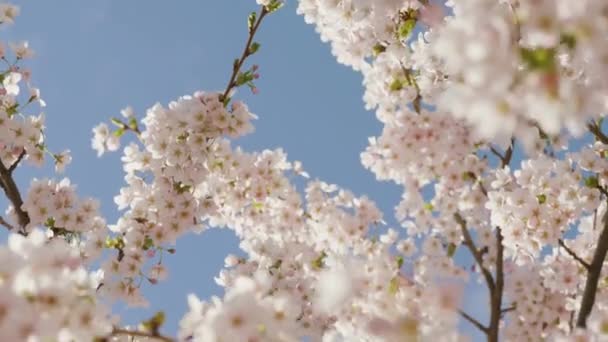 Piękny Kwiat Wiśni Sakura Czasie Wiosny Tle Błękitnego Nieba Panorama — Wideo stockowe