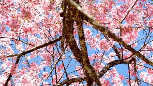 Gyönyörű Cseresznyevirág Sakura Tavasszal Háttér Kék Táj Panoráma — Stock videók