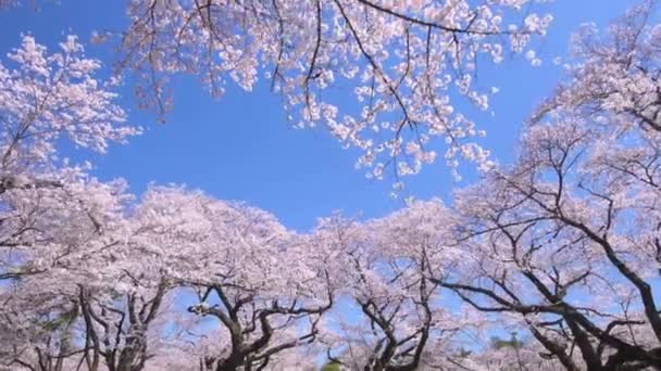 Lente Kers Bloesems Boom Prachtig Landschap Van Japan Lage Hoek — Stockvideo