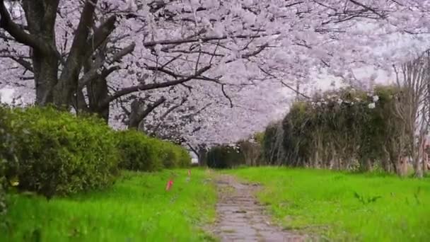 Třešňové Květy Strom Krásně Rozkvetl Venkovských Silnicích Japonsko Město Krásné — Stock video