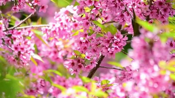 Körsbärsblomma Vår Bakgrund Vacker Natur Gren Blommande Sakura Japansk Resa — Stockvideo