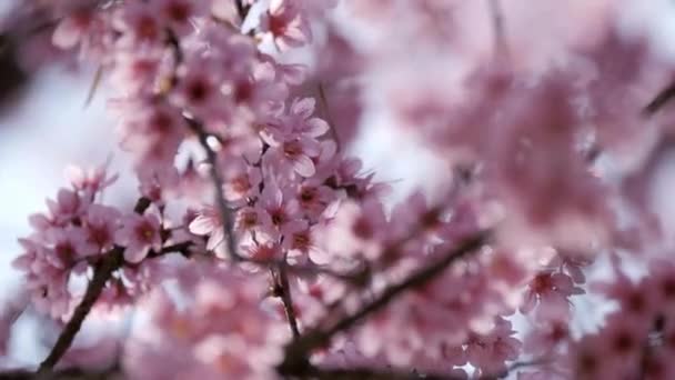 Körsbärsblomma Vår Bakgrund Vacker Natur Gren Blommande Sakura Japansk Resa — Stockvideo