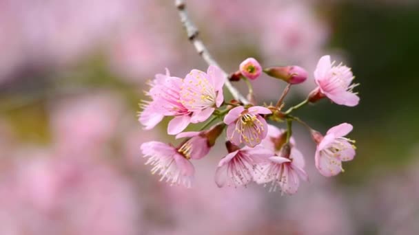 Close Cherry Blossom Tree Piękna Wiosna Płytka Głębokość Pola Niewyraźne — Wideo stockowe