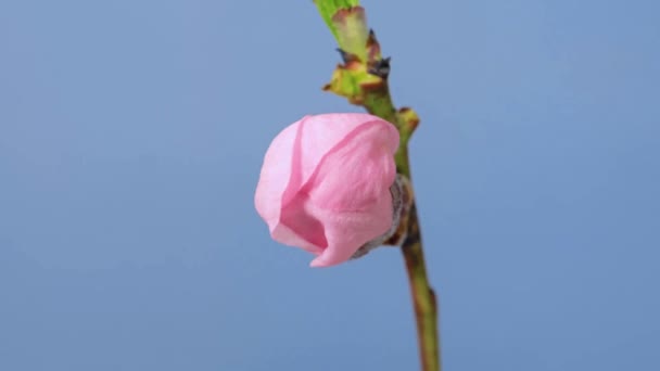 Временной Промежуток Цветения Розовой Вишни Цветущей Изолированно Голубом Небе Фоне — стоковое видео