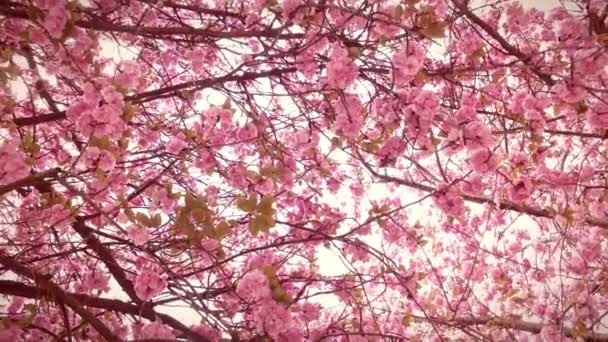 Natur Blumen Hintergrund Kirschblüten Auf Baum Schöne Sakura Blume Frühling — Stockvideo