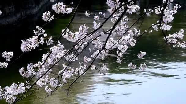 Cherry Blossoms Rivier Achtergrond Voorjaar Seizoen Landschap Prachtige Japanse Sakura — Stockvideo